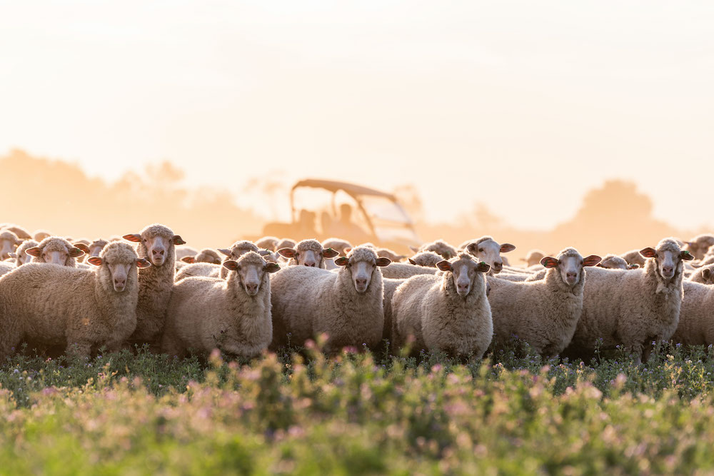 NSW Farmers tweet media