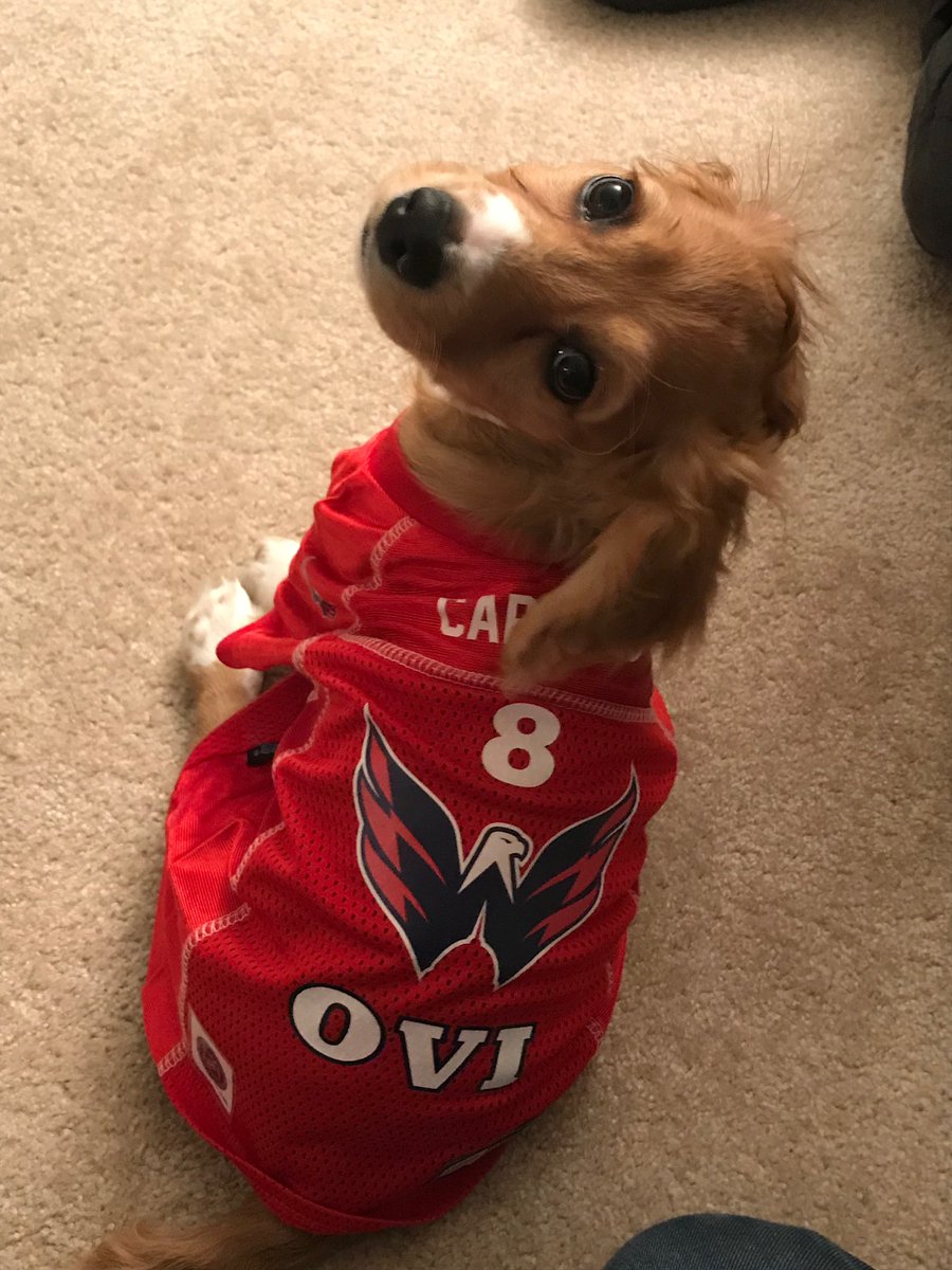 amuney9's tweet photo. Late post but met @ovi8 yesterday &amp; showed him a pic of my dog “Ovi” in his @Capitals jersey! 😁🙌🏼 seriously the best minute of what’s been a tough week mentally/emotionally with everything going on in the world... Appreciate you &amp; CONGRATULATIONS again on reaching #6! 👏🏼🏒🐐 https://t.co/IF04IoS6pS