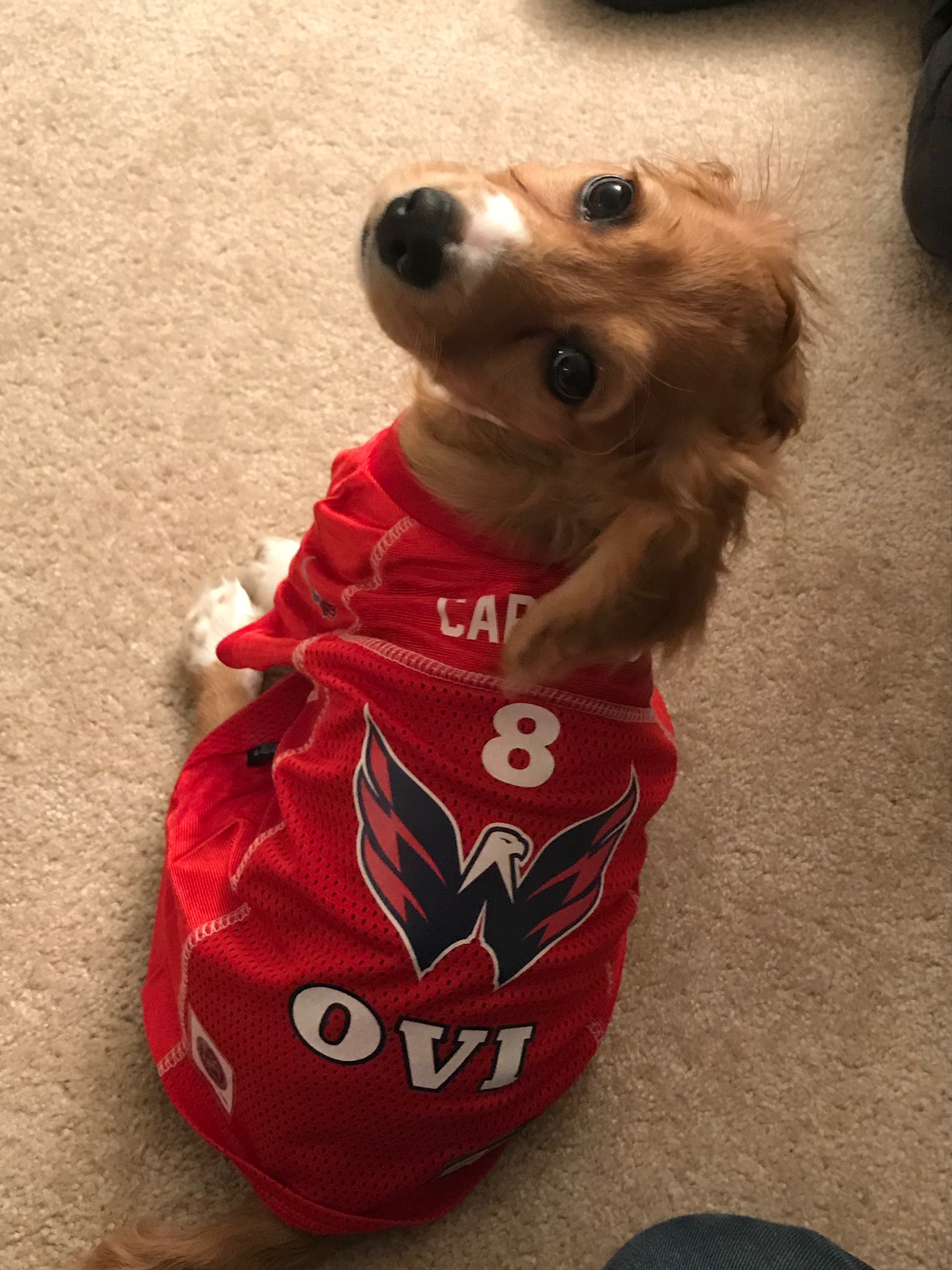 Washington Capitals Dog Jersey