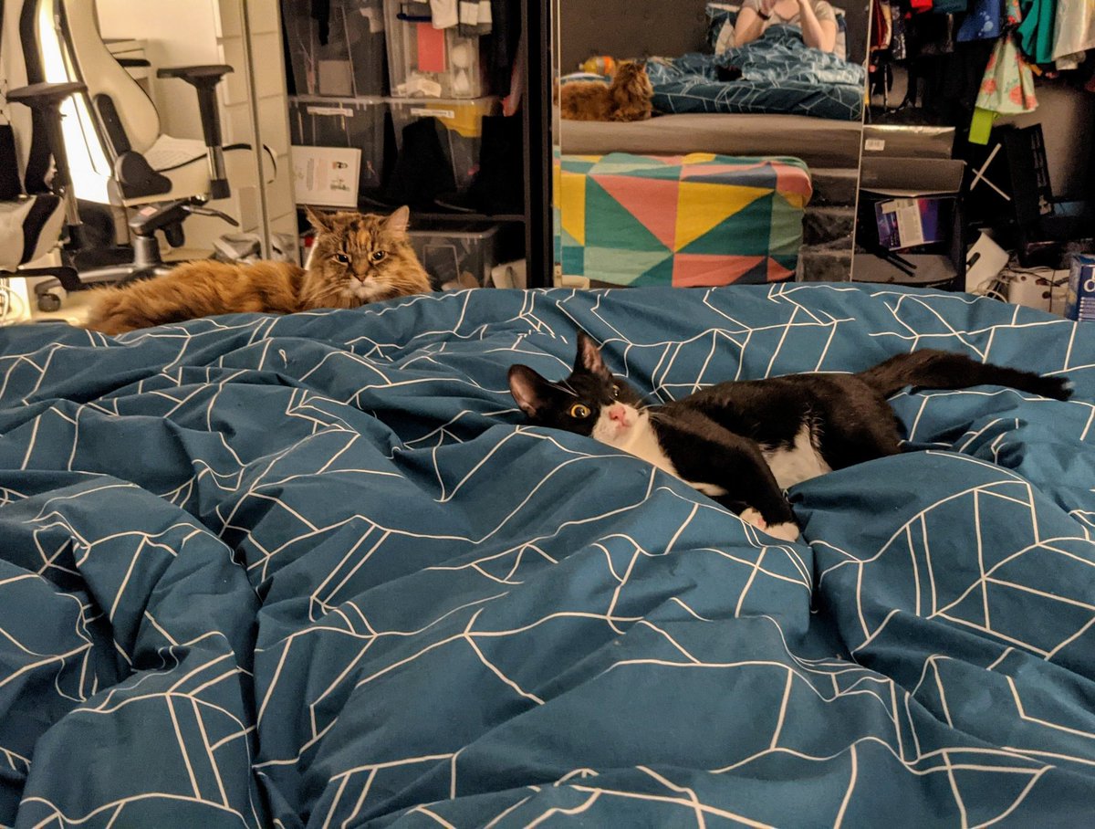 holly's tweet photo. After #FuriousMaud passed, I didn't think I could ever find another animal who'd light up my life like she did. I adore all my kitties of course but some are extra needy, extra funny, extra loving.

And then there was Smol Paul ❤️❤️❤️❤️ https://t.co/QbMtyFe4yH
