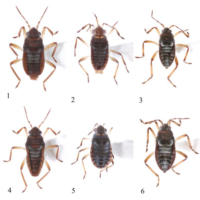アメンボ科のtwitterイラスト検索結果