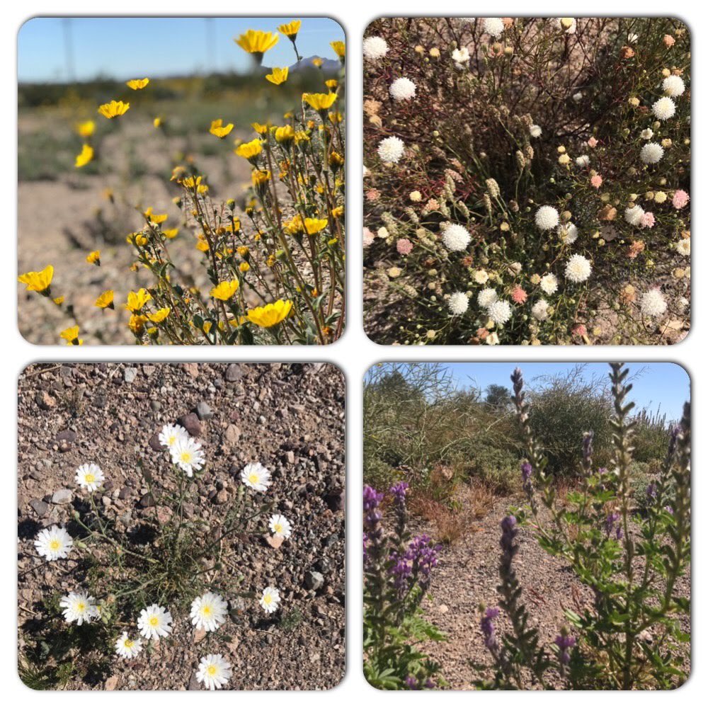 #Spring is here!
.
#borregosprings
#anzaborrego
#desertwildflowers
#borregobuzz