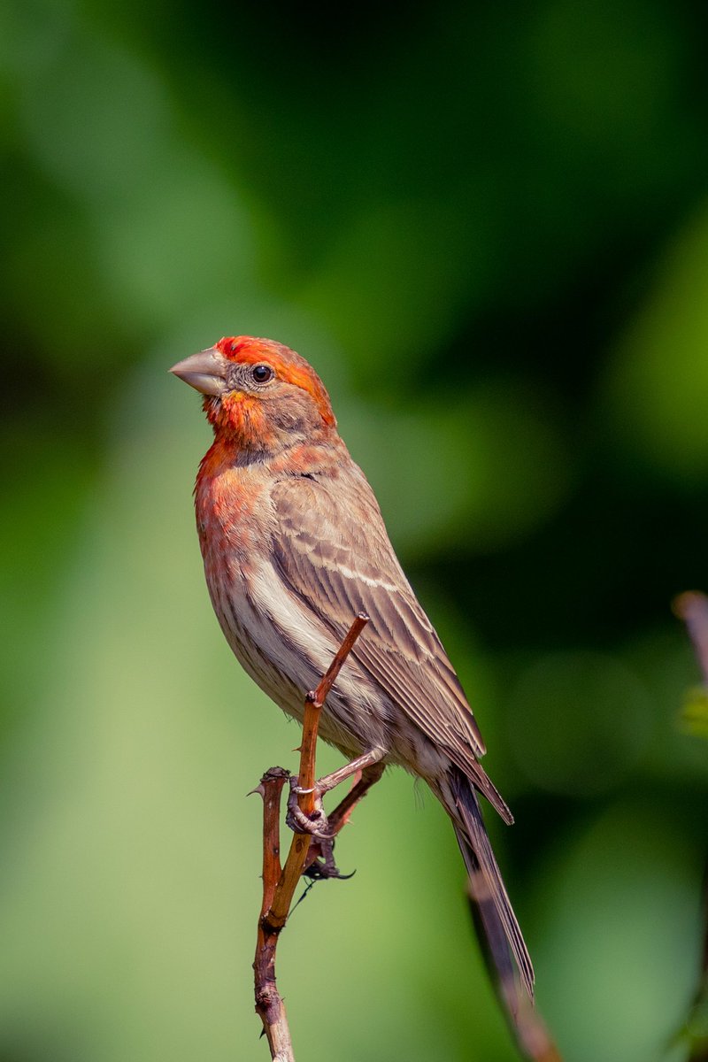 Did you know: House Finches can drink up to 40% of their body weight on a hot summer day.

#birding #birdwatching #TwitterNatureCommunity