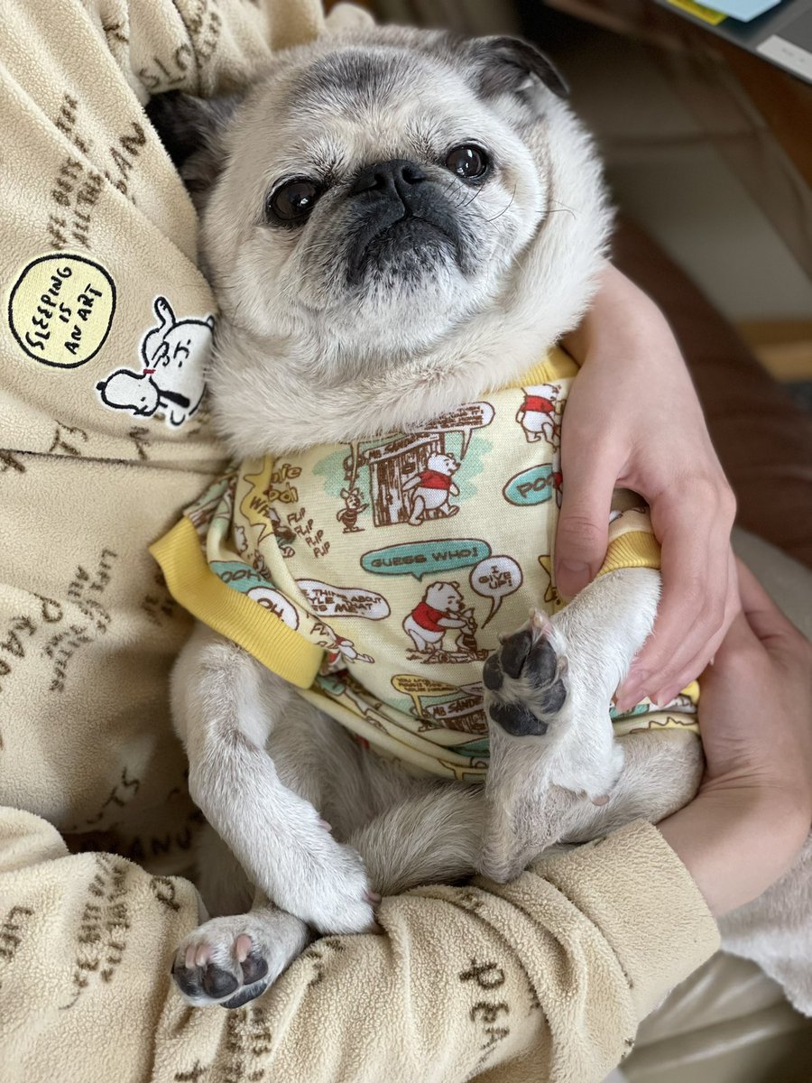 ばぐパグ 赤ちゃん 犬 パグ シニア犬 犬との暮らし 犬のいる幸せ ばぐパグ 赤ちゃん 犬 パグ シニア犬 犬との暮らし 犬のいる幸せ