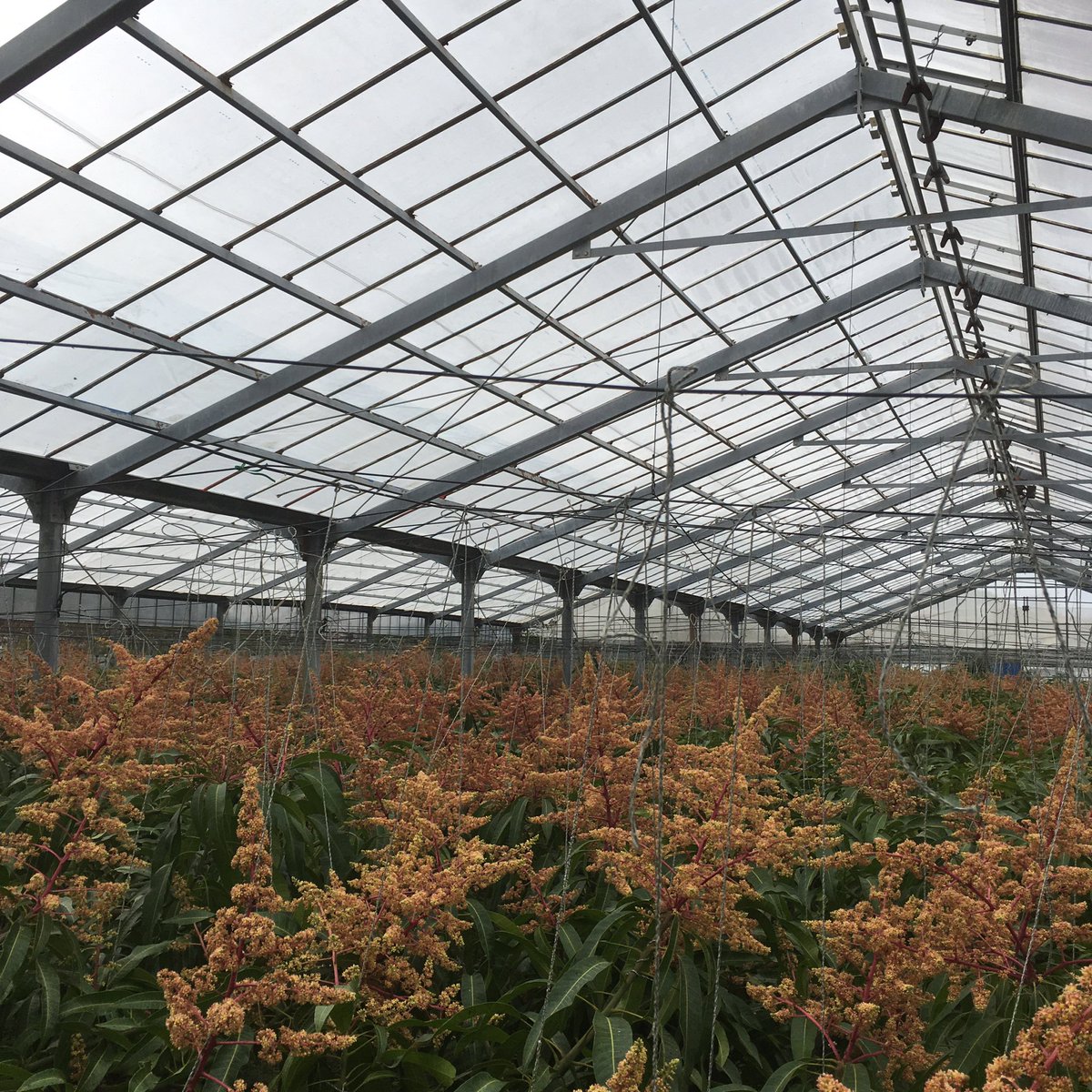 沖縄無農薬栽培マンゴー農園 朝雲ファーム Asagumofarm Twitter 沖縄無農薬栽培マンゴー農園 朝雲ファーム Asagumofarm Twitter