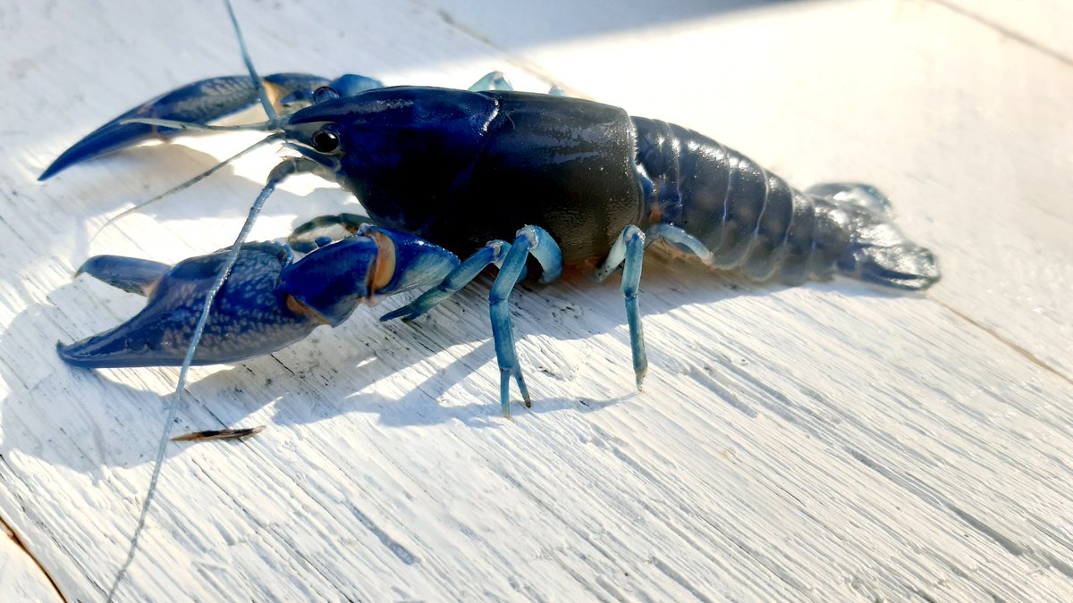 DrValThepot's tweet photo. A new species in the home aquaponic system🦞. IMTA here I come 😁 https://t.co/HSmAVHCzXL