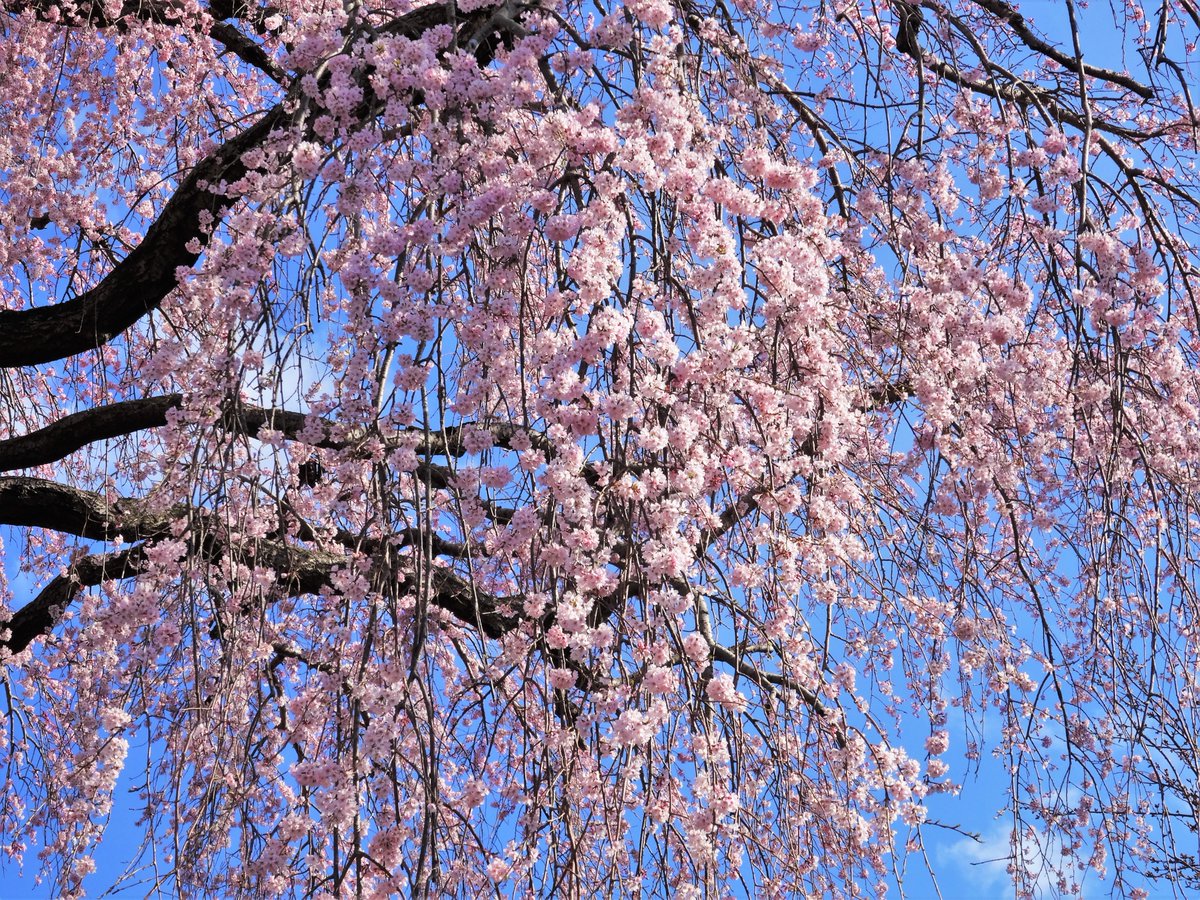 こころ 本日 ３月１９日の誕生花は シダレザクラでございます 花言葉は 優美 ですね