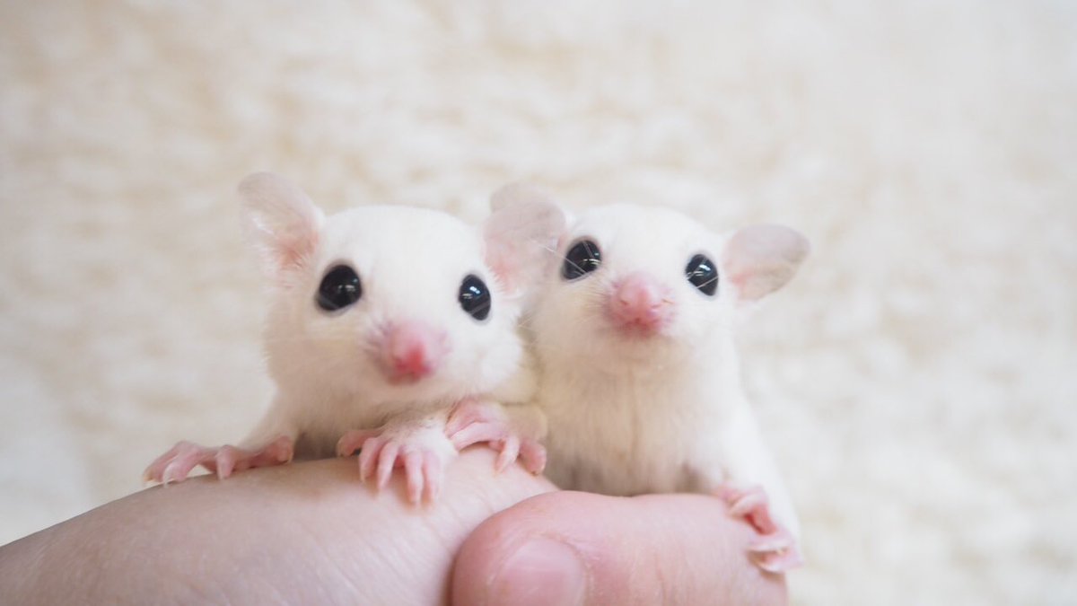 かねだい戸田店 フクロモモンガ リューシ 21年2月10日脱嚢 国内ブリード 新入舎致しました ベタ慣れ可愛い姉妹ちゃん ペット保険入れます フクロモモンガリューシ