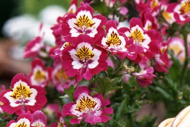 メリアルーム 今日の花 3月19日の誕生日花は シザンサス 花言葉は あなたと一緒に です この日生まれの人はかなりの強運の持ち主 ダイナミックなチャレンジも何故か良い方向に進むので 失敗を恐れず前進あるのみ 3月19日 誕生花 花言葉