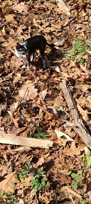 I spy with my little eye,  A butterfly  🦋🦋🦋  #ispy #butterfly #Chihuahua #edition https://t.co/NTp3N<a href="/tag/ispy"class="tags">#ispy</a><a href="/tag/butterfly"class="tags"><span>#butterfly</span></a><a href="/tag/edition"class="tags"><span>#edition</span></a><a href="/tag/chihuahua"class="tags"><span>#chihuahua</span></a>