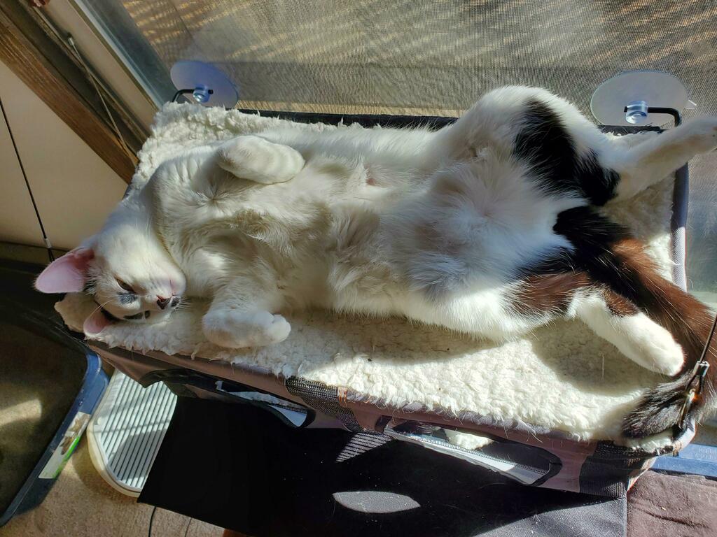 I have no idea what's going on here, but at least he looks like he's comfortable...? via reddit.com/r/catbellies/c…