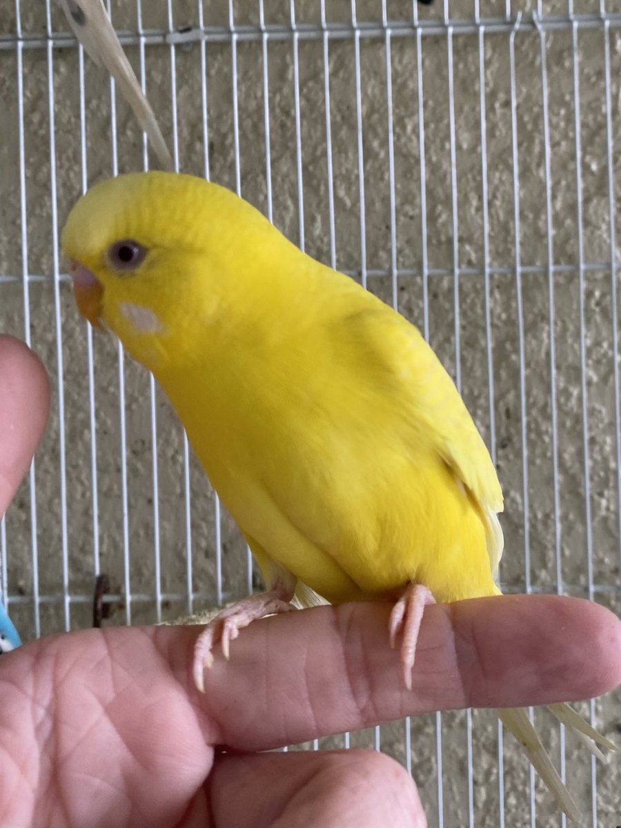 BirdFeed9's tweet photo. Do you need to brighten your day? 
Meet Sunny! 😎 🌞 This cool cat is a Lutino Budgie! His red eyes are stunning 😍 🔴 https://t.co/nOcSvBRV7W