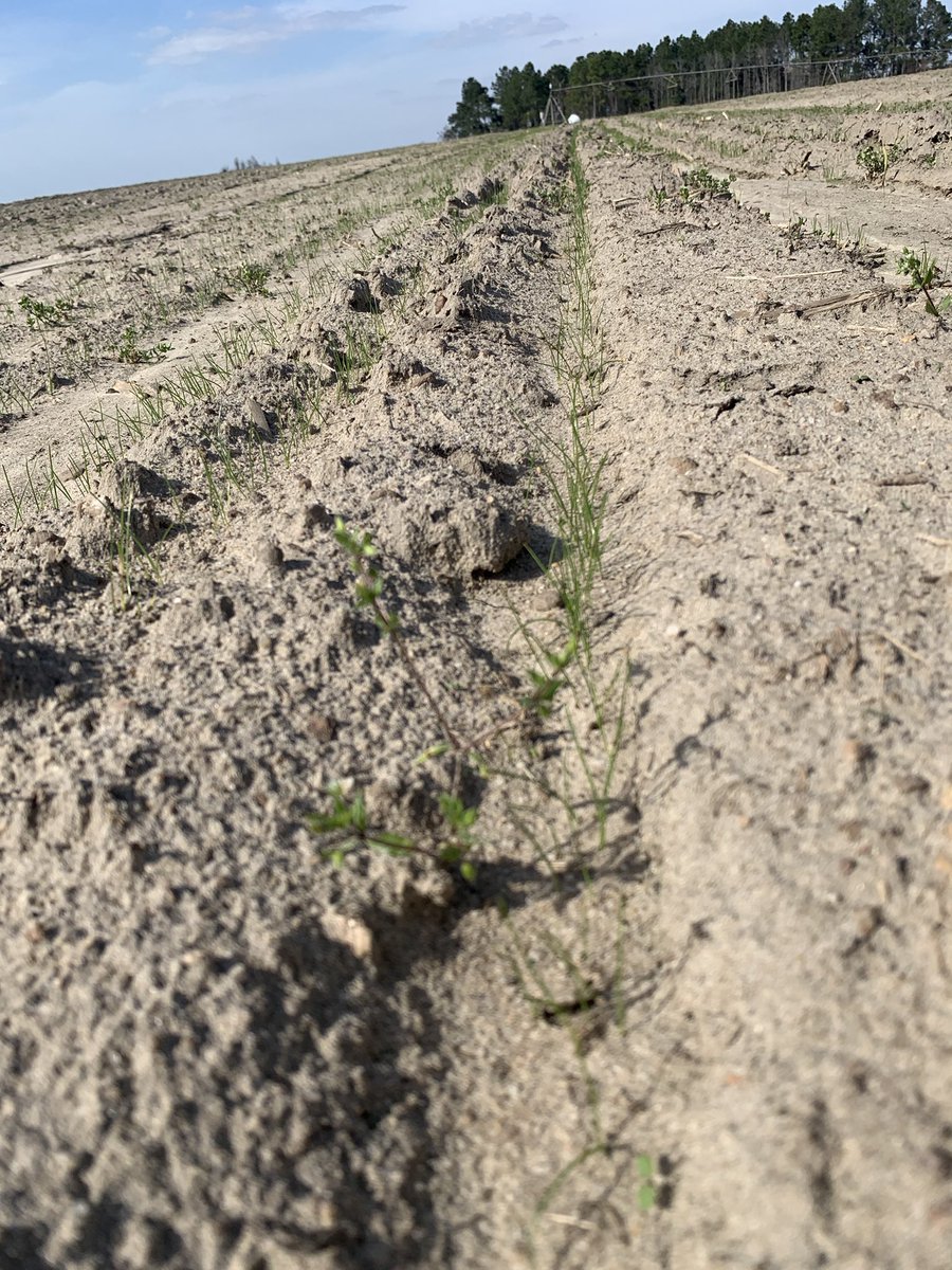 DrJJTuga's tweet photo. The rain stopped long enough for us to be planting, scouting, and grazing lots the last couple of weeks! #NotQuiteSpring #OhSoWarm #SandyButNotTheBeach #UGABeef #BetterGrazing #Collaborations https://t.co/aJGbPsy0Pc