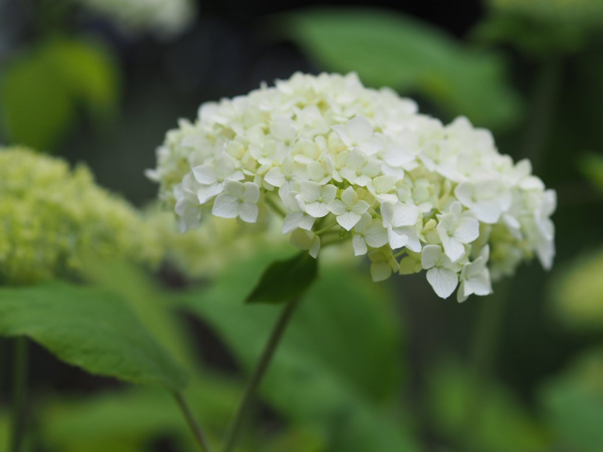 千葉県柏市 公式 住環境再生課 南柏ペレニアルガーデンにある 枯れ姿 も美しい 宿根草 たち モナルダ 暑さに強く元気に咲く 茶色の丸い花がらもかわいい アナベル 北アメリカ原産のアジサイ 花の形そのままに枯れる 枯れた花に近い薄茶色の