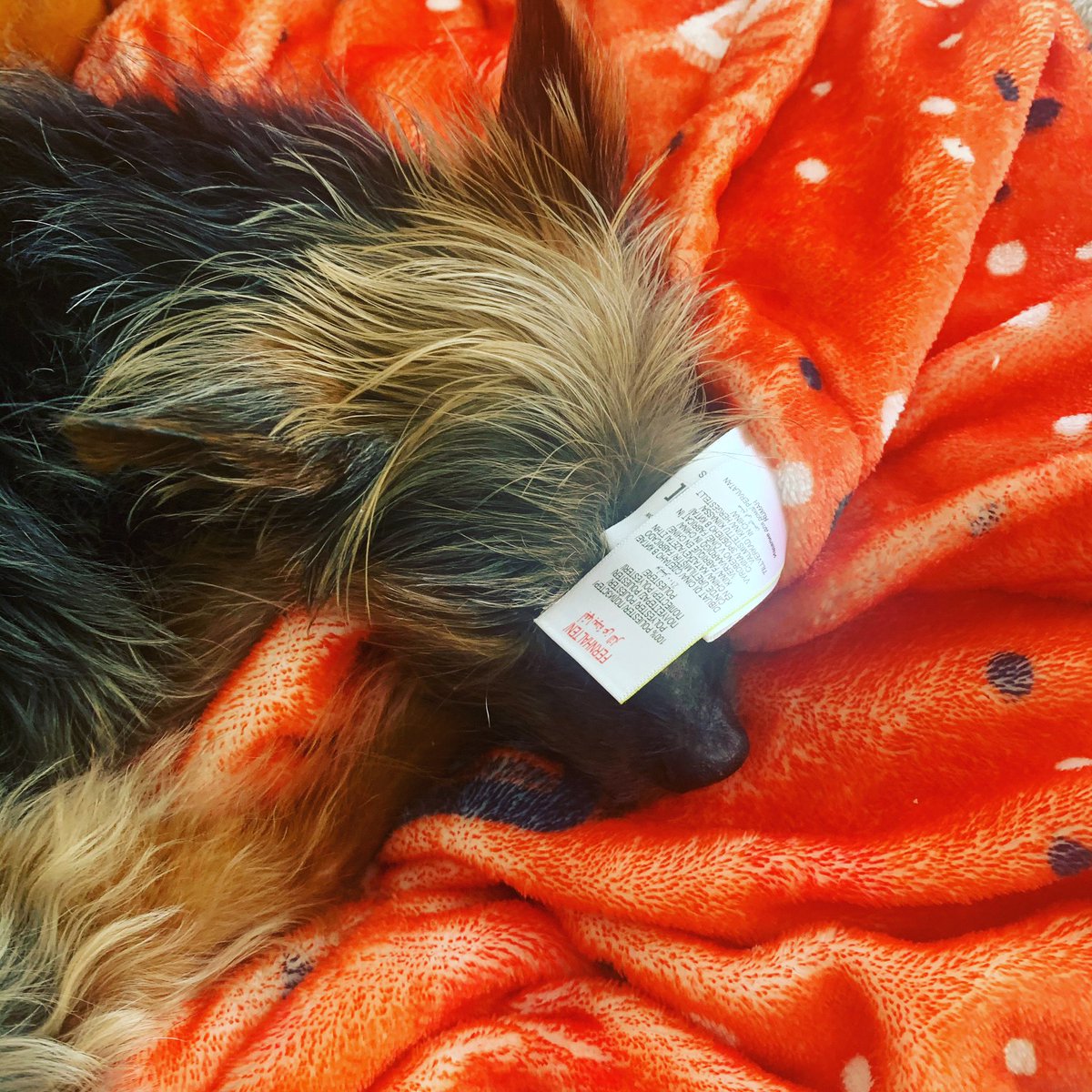 jemmaythomas's tweet photo. @Battersea_ https://t.co/Lmai4Jsqcp