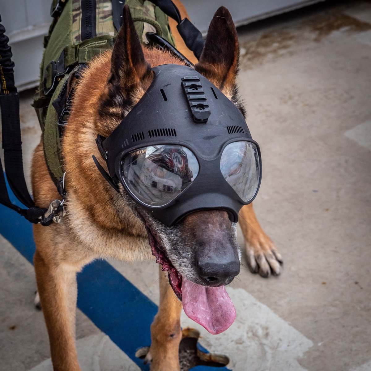Southwood フランスの犬がかっこいいヘルメットをつけています Southwood フランスの犬がかっこいいヘルメットをつけています
