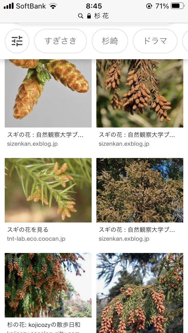 六角橋焼小籠包公式アカウントz そんな事よりスギ花粉って言うけど杉の花 ってどんなのか見たことないなと検索したんだけど え それが花なの って感じだし 杉崎花ちゃんも出てきちゃった T Co Eduevgvwqh Twitter 六角橋焼小籠包公式アカウントz そんな事よりスギ花粉って言うけど杉の花 ってどんなのか見たことないなと検索したんだけど え それが花なの って感じだし 杉崎花ちゃんも出てきちゃった T Co Eduevgvwqh Twitter