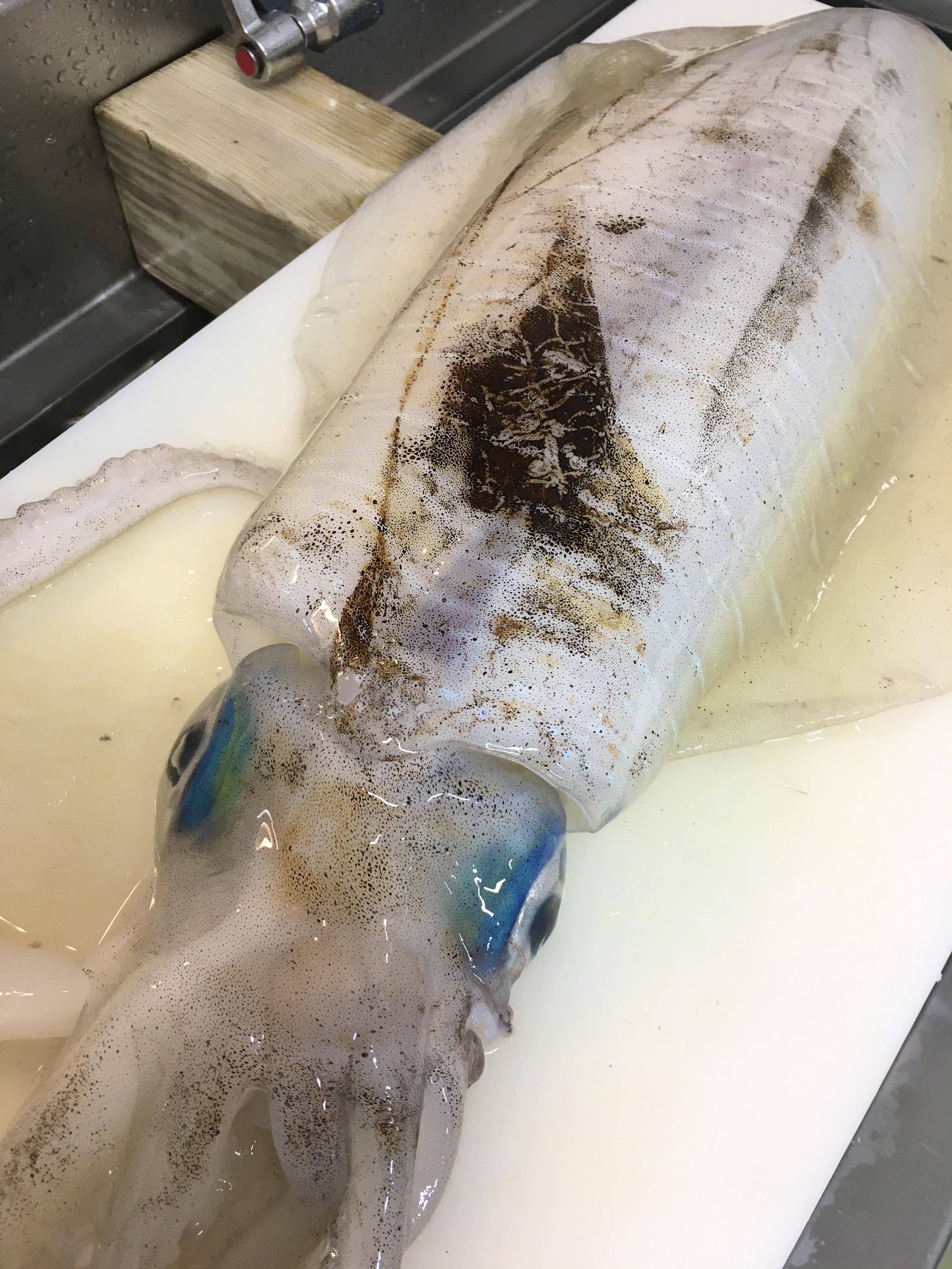はんばた市場 南伊豆妻良より 特大アオリ入荷です 触腕1本欠損で 2 94kg 腕が揃っていれば 3kgオーバーだったかもしれません 500mlペットボトルと比べてみました こんなの釣ってみたいですね 西伊豆 はんばた市場 堂ヶ島 アオリイカ