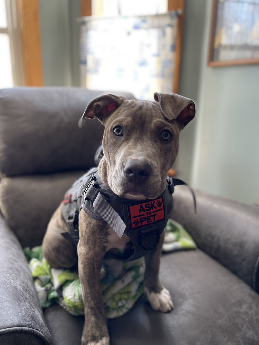 TaylorBoutwell's tweet photo. Getting to be a big boy! 4 months and 36 pounds 😍 https://t.co/aNLmWByB5K