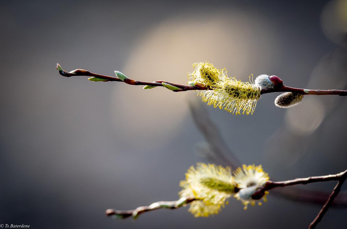 Нэгэн сайхан өдрийн мэнд ээ !
Хавар ирж явна, ургамал бүхэн инээн босно..
Ухамсар бас ирж явна, улс орон маань инээн хөгжинө..