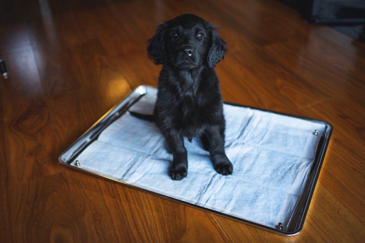 46works ナカジマシロウ 犬用のトイレトレー って パステル色っぽいプラスチックのがほとんどでイマイチ で色々探して良いのを発見 キッチン用のバットで 市販トイレ シートにぴったりサイズ これを 取手付きマグネットで固定 良き ステンレストレー 46works ナカジマシロウ 犬用のトイレトレー って パステル色っぽいプラスチックのがほとんどでイマイチ で色々探して良いのを発見 キッチン用のバットで 市販トイレ シートにぴったりサイズ これを 取手付きマグネットで固定 良き ステンレストレー