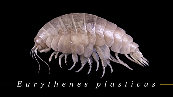 WRMarineSpecies's tweet photo. (5/10) Although the Giant Plastic Amphipod lives in the deepest place on Earth, the Mariana Trench, scientists discovered plastic in this entirely new species.

https://t.co/9z7kVuTydQ

#toptenmarinespecies #taxonomistappreciationday @WRMarineSpecies https://t.co/U6U1A2d75K