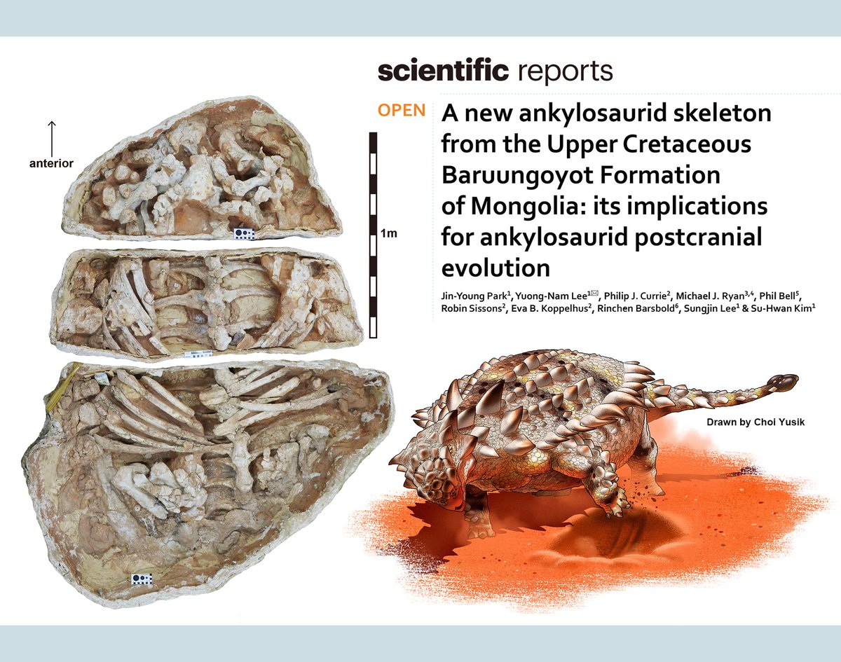 새 논문이 나왔습니다! 영화 <몬스터 헌터>에 등장하는 괴수가 아닙니다. 몽골에서 발견된 새로운 갑옷 공룡 화석에 대한 보고입니다. #고생물학 #고생물학자 #공룡학 #공룡학자 #공룡 #갑옷공룡 #안킬로사우루스 #ankylosaur #scientificreports #화석 #fossil #논문 #과학뉴스