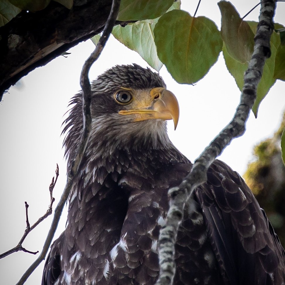 Did you know: movies and tv shows tend to dub over the call of Bald Eagles because their high-pitched giggle-like call doesn't match their regal stature.

#birding #birdingphotography #birdcalls #birdwatching #podcast #birdlovers #TwitterNatureCommunity #birdsofprey