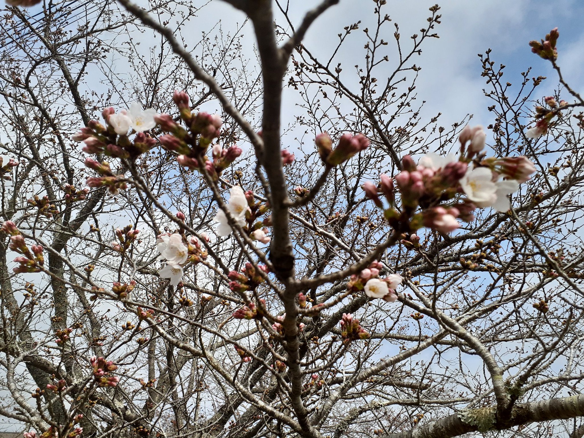 養老渓谷観光協会 桜 ソメイヨシノ のつぼみもだいぶやわらいで 数輪ですが開花しています 写真は 小湊鉄道養老渓谷 駅第2駐車場の桜です 養老渓谷観光協会 桜 ソメイヨシノ のつぼみもだいぶやわらいで 数輪ですが開花しています 写真は 小湊鉄道養老渓谷 駅第2駐車場の桜です