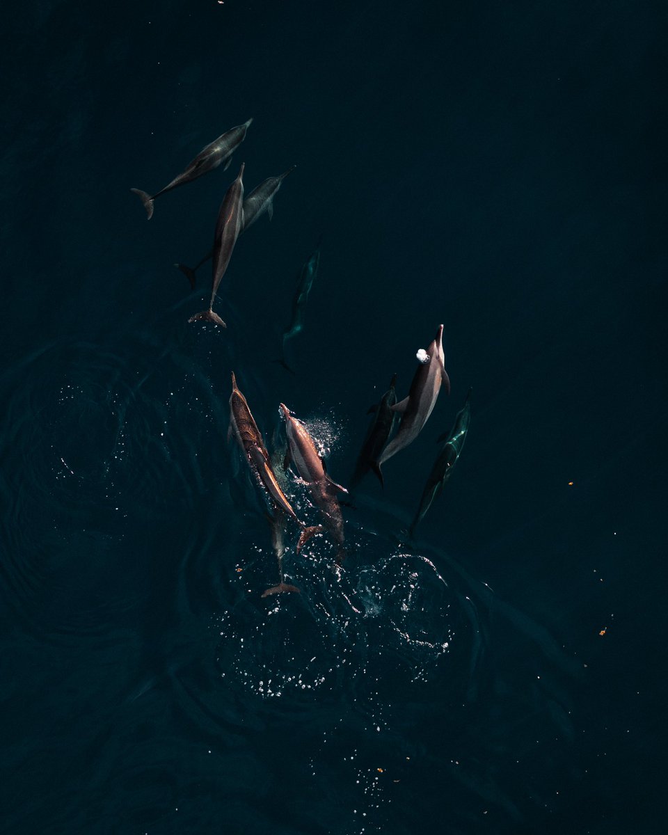 vaavuthinadhoo's tweet photo. What was your first Dolphin experience like? 🐬 https://t.co/jFpZkBmIk3