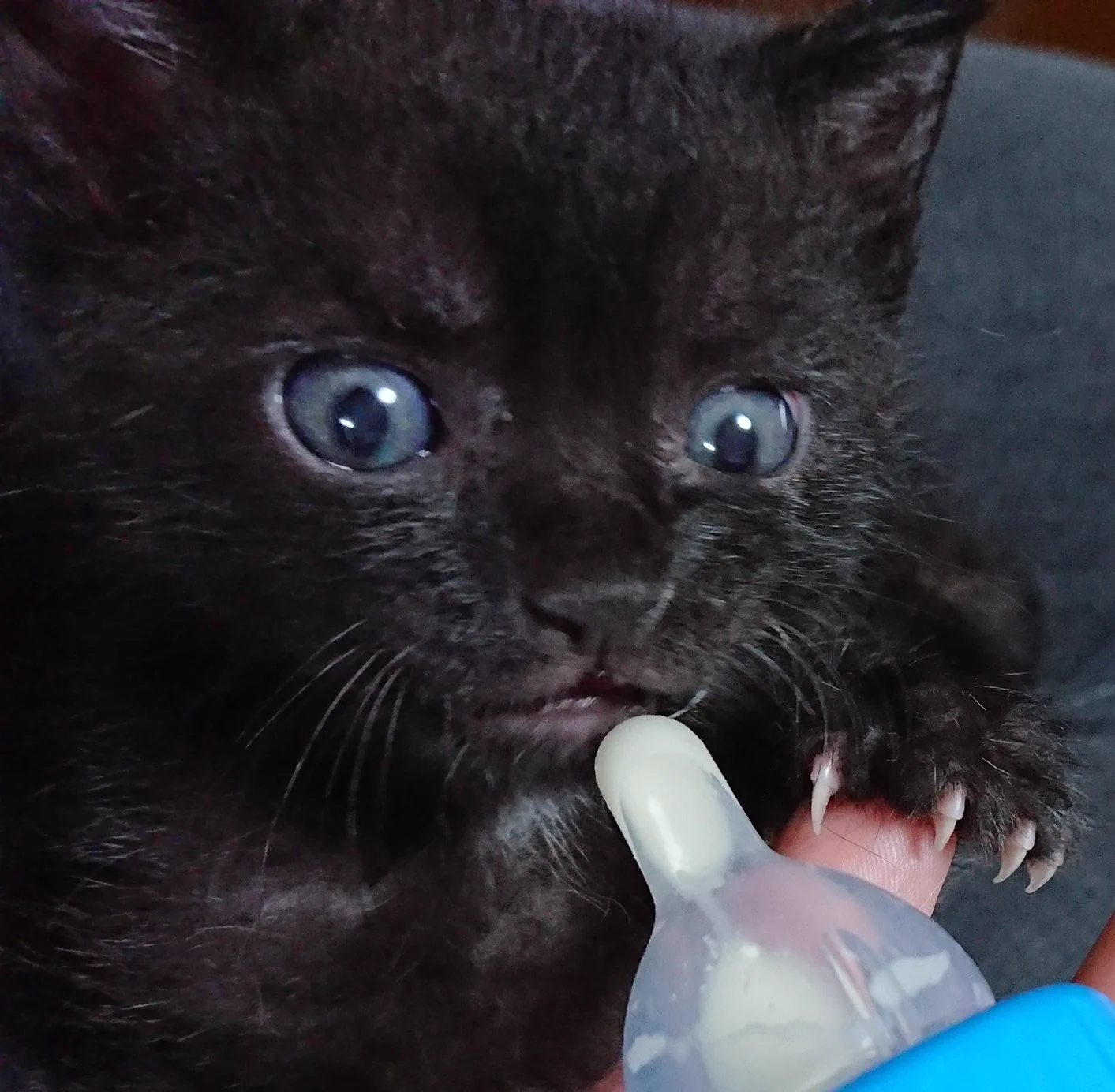 @nyantostos 仔猫時代グレーが入った青色といった印象がありました。
大人になると満月色になりましたが瞳孔辺りはうっすらと青みがかっています。 