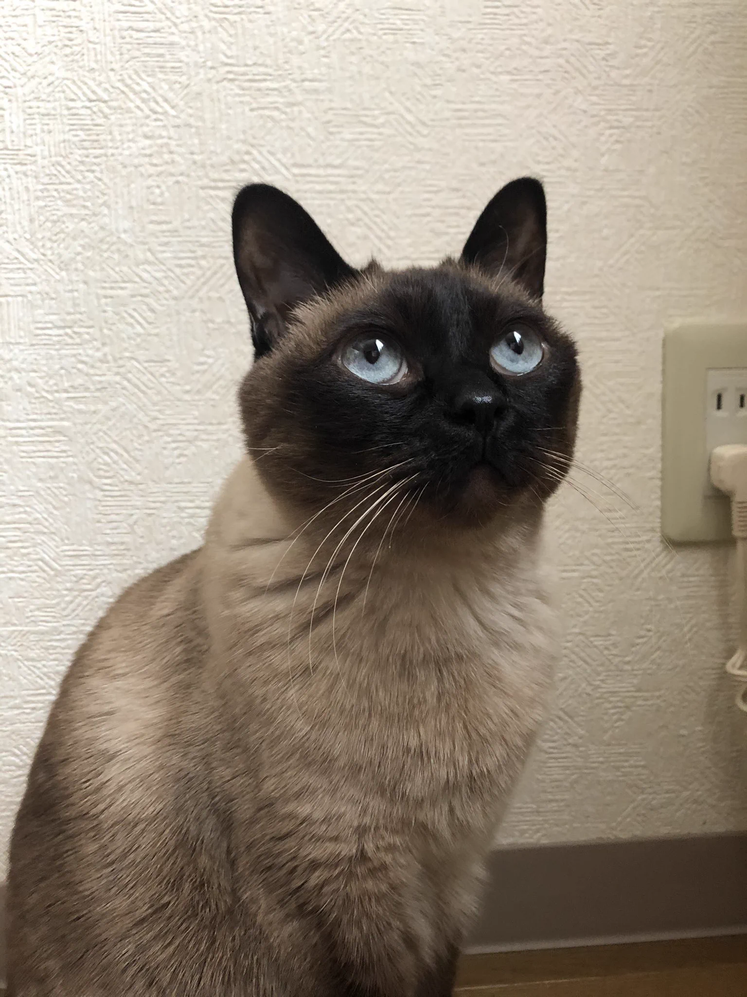 @nyantostos ブルーです。 