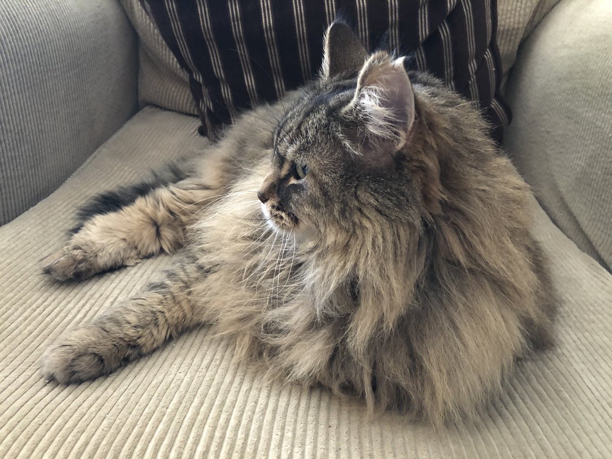 Handsome floof lounging about. Kitty photo for your Thor’s Day evening enjoyment.
#CatsOfTwitter #forestcat #ThorsDay https://t.co/xh2BHYRhkV