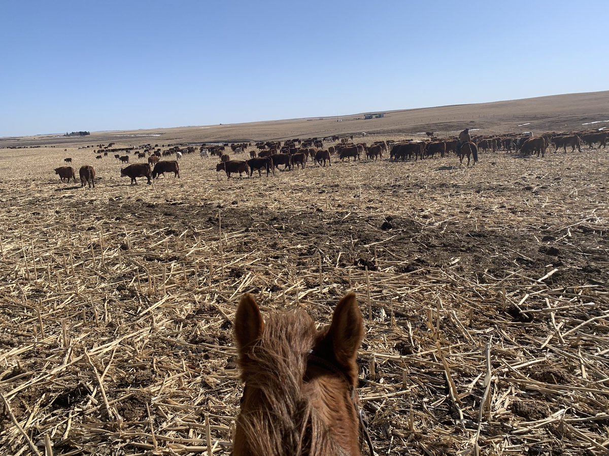 Moved the cowherd home from the corn today.  Time to get ready for calving.  It was a beautiful day to be on horseback, and the job got done just right! <a href="/LaneCapnerhurst/">Lane Capnerhurst</a> <a href="/JStankievech/">Jordan Stankievech</a> <a href="/jamieddawn/">Jamie Doyle</a> <a href="/GlenStankievech/">Glen Stankievech</a>  #goodhelp #RanchLife