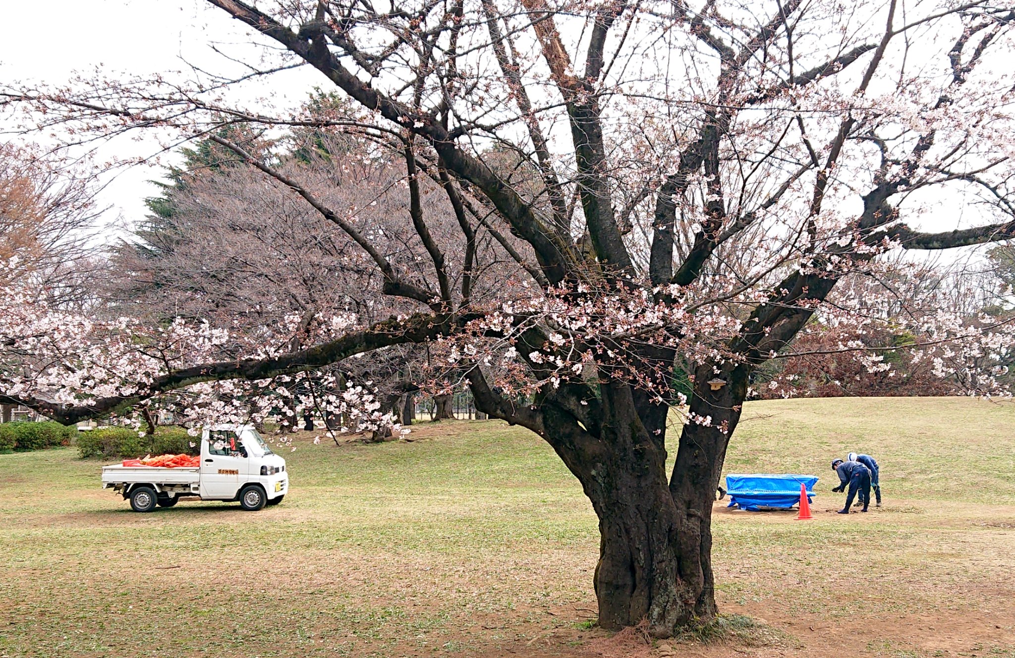 Kyo 花見宴会をさせないように あらゆるベンチが青シートで覆われてる 光が丘公園 都立公園 この作業大変 花見 宴会禁止 T Co Kt7x6kxjia Twitter