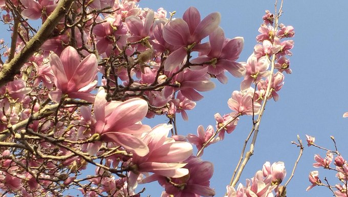 木蓮のtwitterイラスト検索結果