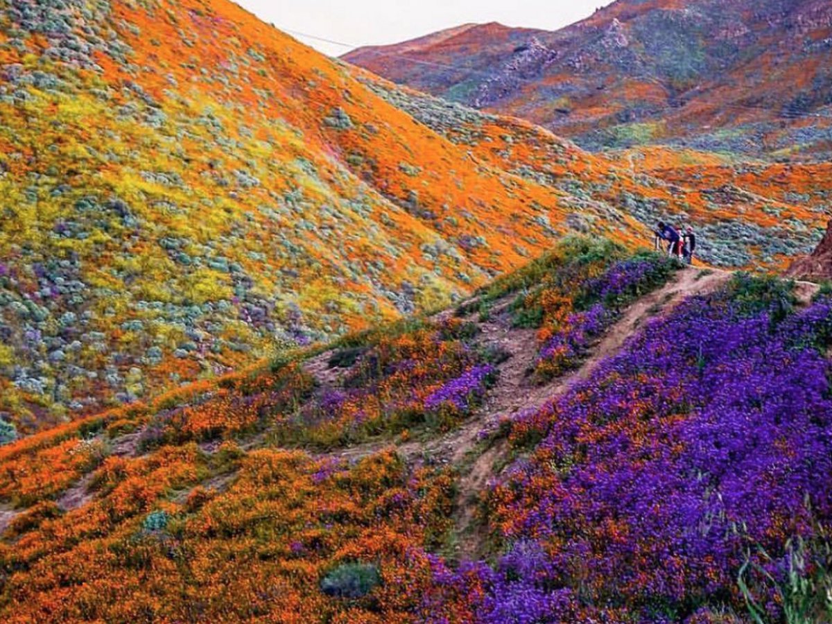 California desert poppies blooming through the may. 💐
#CaliforniaPoppies