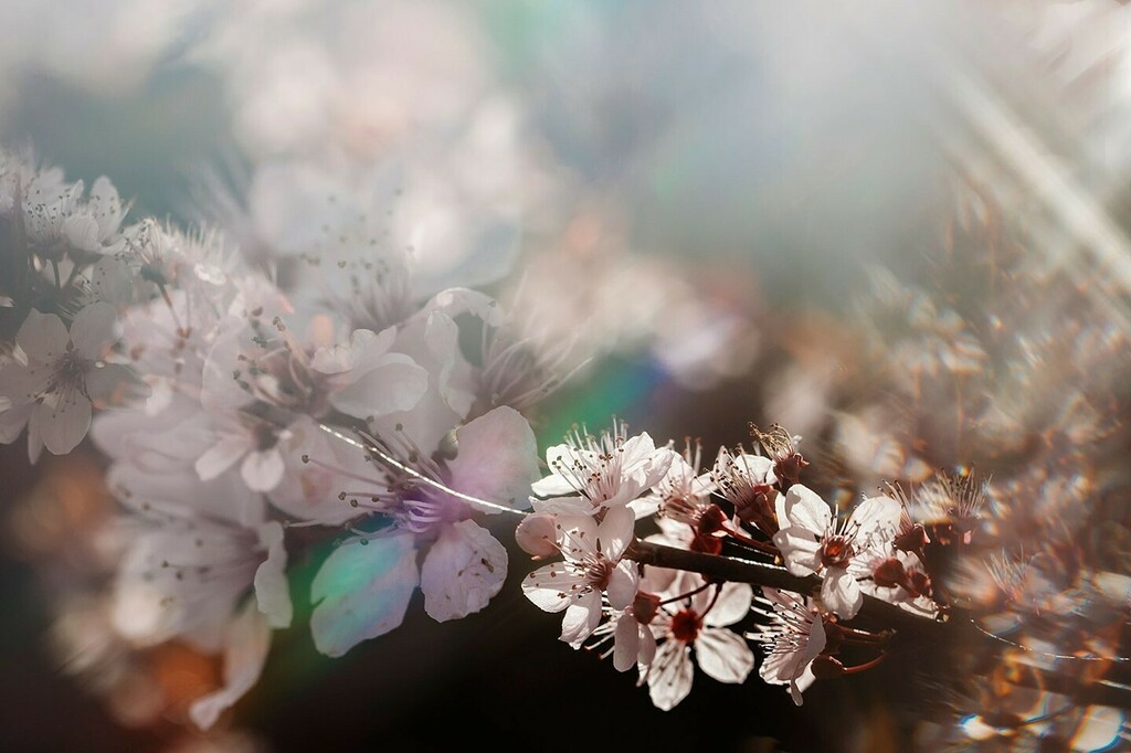 CeriHerdPhoto's tweet photo. Spring sang softly as Winter died, “I’ll bloom for you; while my heart still cries.” ~ Angie Weiland-Crosby⁠
*⁠
Welcome to our #multipleexposureloop. We are artists getting together to share our common love for multiple exposures! Next up is the incr… https://t.co/tqAUilMWS8 https://t.co/vFyD7Yaswx