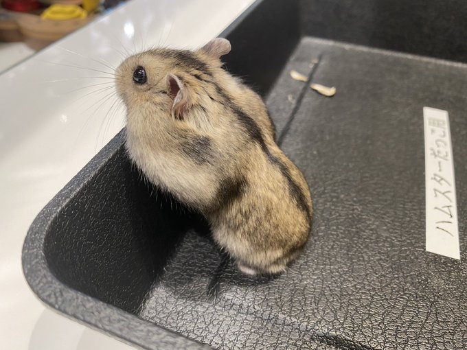 ジャンガリアンのtwitterイラスト検索結果