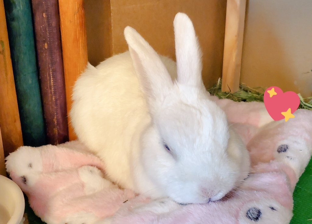 Zelda 希奧達 I Wish Maru Could Run Around And Demand Stuff From Me Again O Q Now He Only Stays In This Little Space The Whole Day Still Hard To Move T T