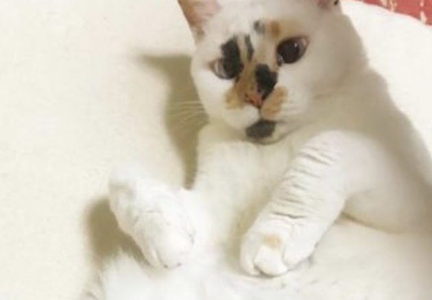 Petomorrow 爪切りを嫌がる猫 と そうでない猫 がいる理由 T Co hnv43dnr Petomorrow 爪切りを嫌がる猫 と そうでない猫 がいる理由 T Co hnv43dnr