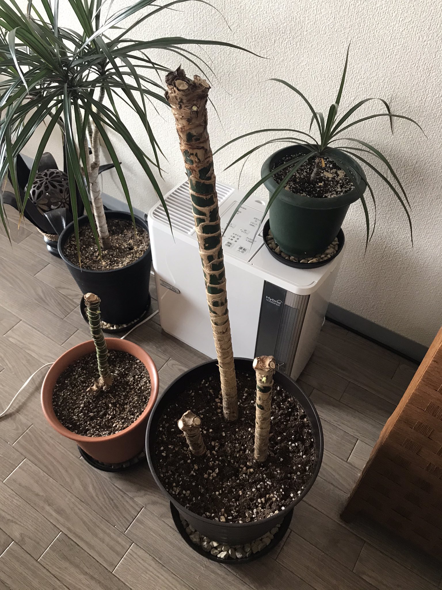 تويتر 観葉植物と猫 على تويتر ドラセナ リッキーとハワイアンサンシャイン 仕立て直しをするために先月全ての枝を切りました 新しい葉っぱが出てきて嬉しいです 観葉植物 ドラセナ ドラセナリッキー T Co Ngmbaxwjw5
