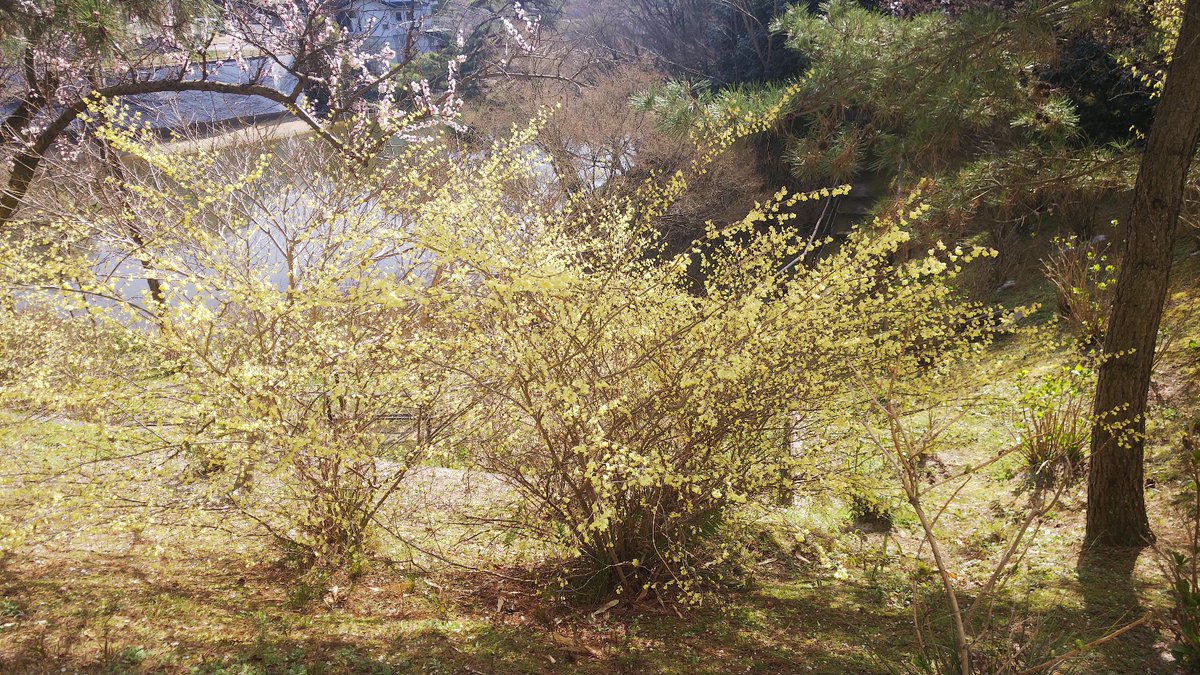 大和文華館 公式 A Twitter 三春滝桜の他にも あじさいの小径辺りでは 日向水木や土佐水木などが咲いてきています 淡い黄色の花々が苑内の春の装いを一層華やかに彩ってくれます 大和文華館 文華苑 日向水木 土佐水木