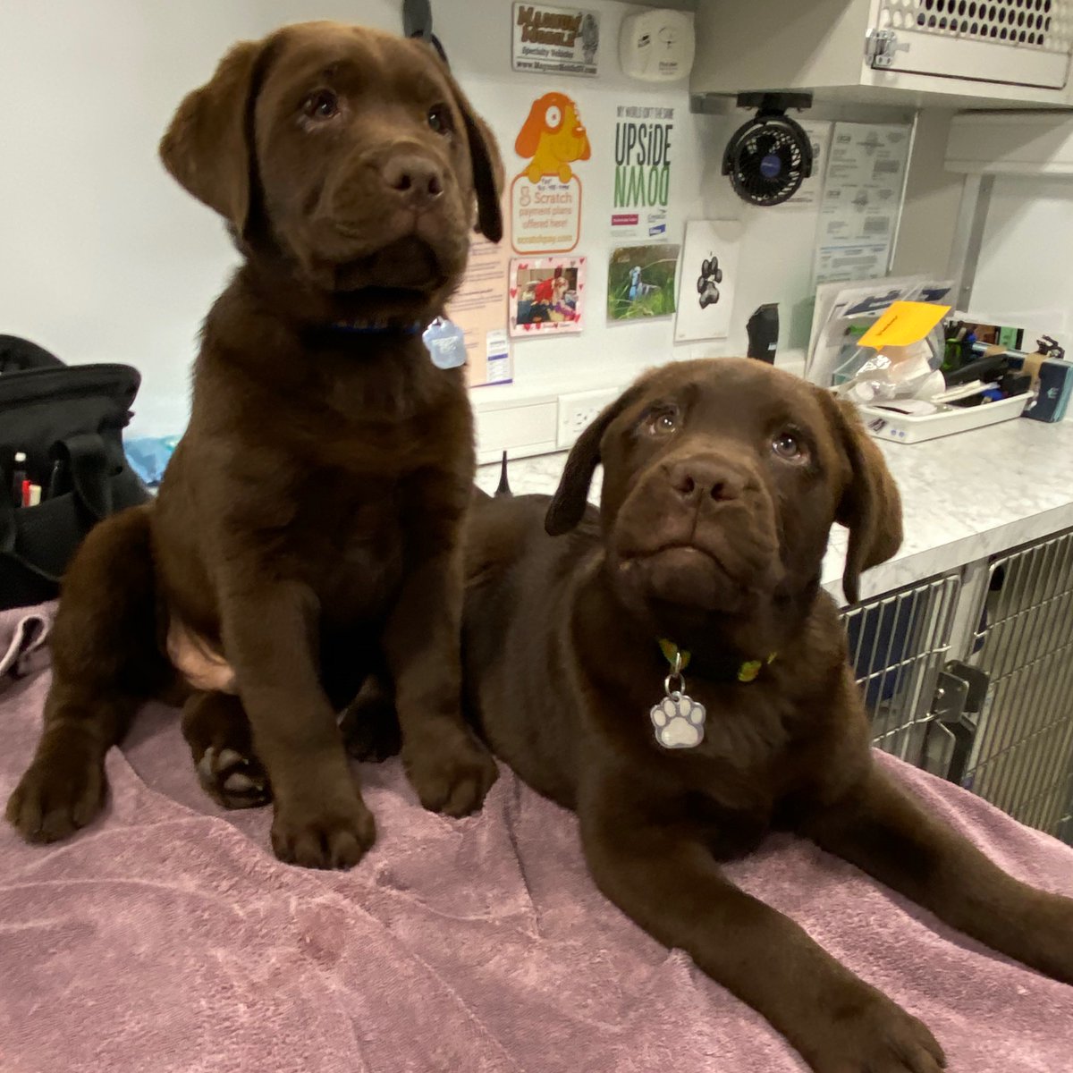 SigVetSvc's tweet photo. Puppies!!!!! Thank DOG It’s Friday!!! #TDIF #svsfamily #signaturevet #athomevetcare #puppylove #puppiesofinstagram #petlove https://t.co/hUNVC2SvjJ