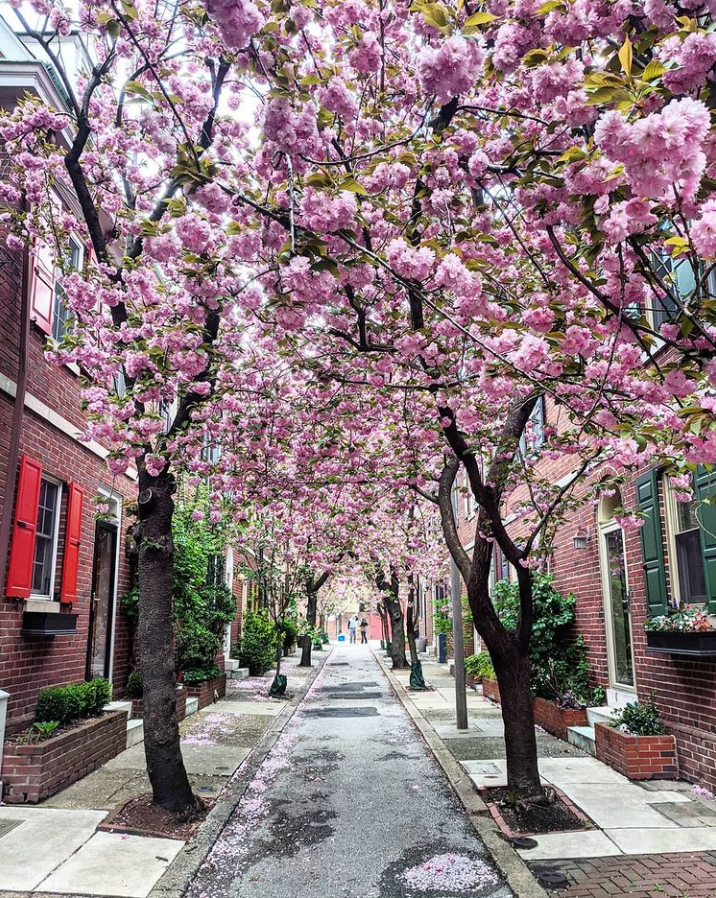 We love watching Philly bloom 🌷
📸: instagram.com/phillydoorways