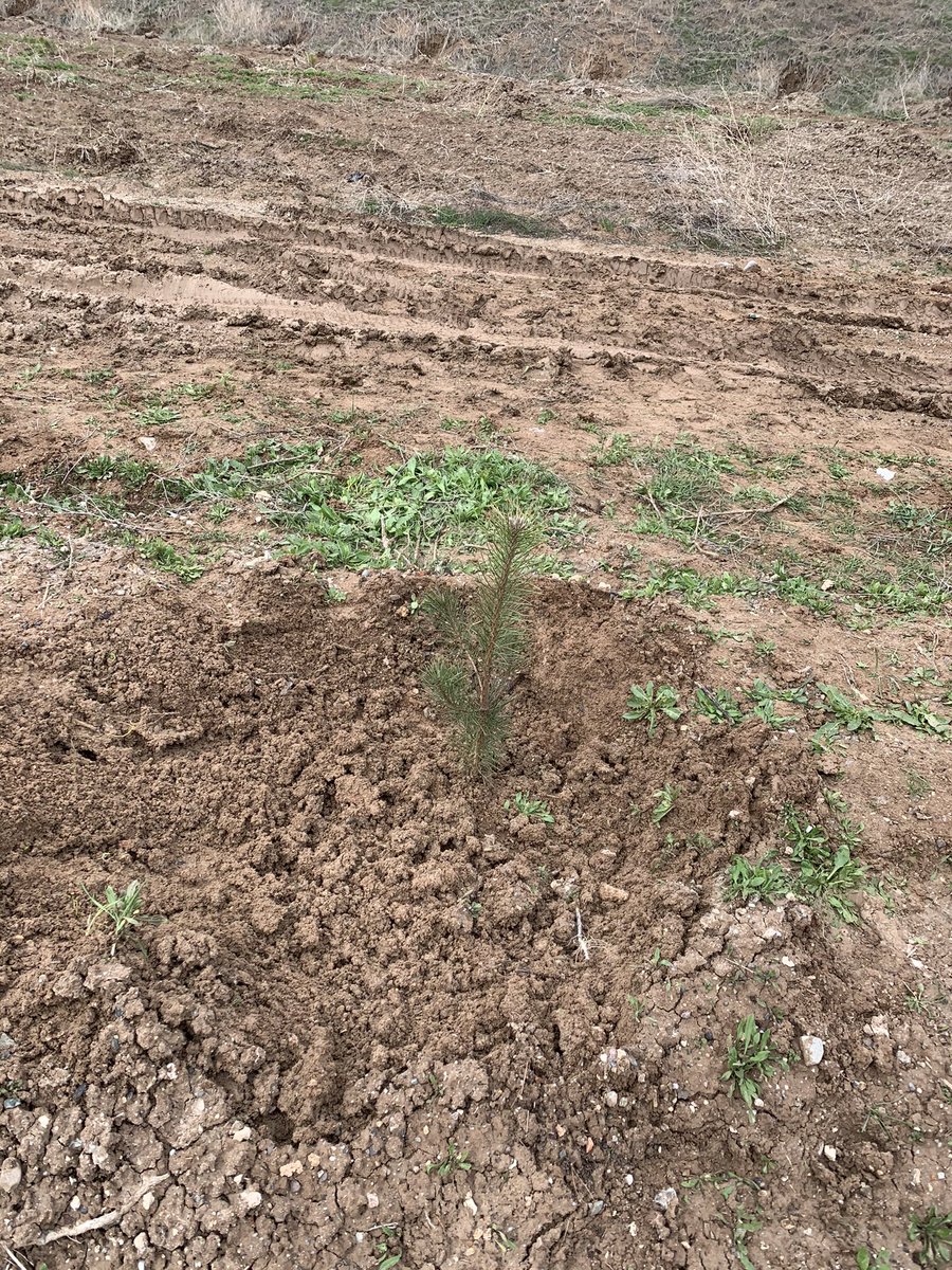 ZeyrekY's tweet photo. Merhum Hocamızın aziz hatırası için, Ankara Atatürk Orman Çiftliği arazisinde, yaklaşık 2 hektarlık alanda 2.000 fidandan oluşan hatıra ormanımızın açılışını bugün yaptık. Bütün dostlarımıza teşekkür ediyoruz. 

Zeyrek Ailesi. https://t.co/yV7UGvaPpV