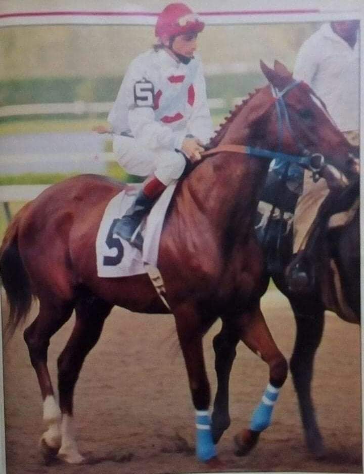 HORSERACING1002's tweet photo. MAT-BOY (ARG) 1979
(MATUN - BOYERA BY PASTICHE)
B/ Haras El Parque (Arg) Aug 2,1979
O/ Jockey Club Stable
T/ Armando Bani
13-9-0-1-----202,002 dls
1983 Horse of the Year and Champion Sprinter in Argentina
Gulfstream Park H G1, Widener H G1, Clasico Comparacion G2, #MatBoy https://t.co/VBd8OvjNPj