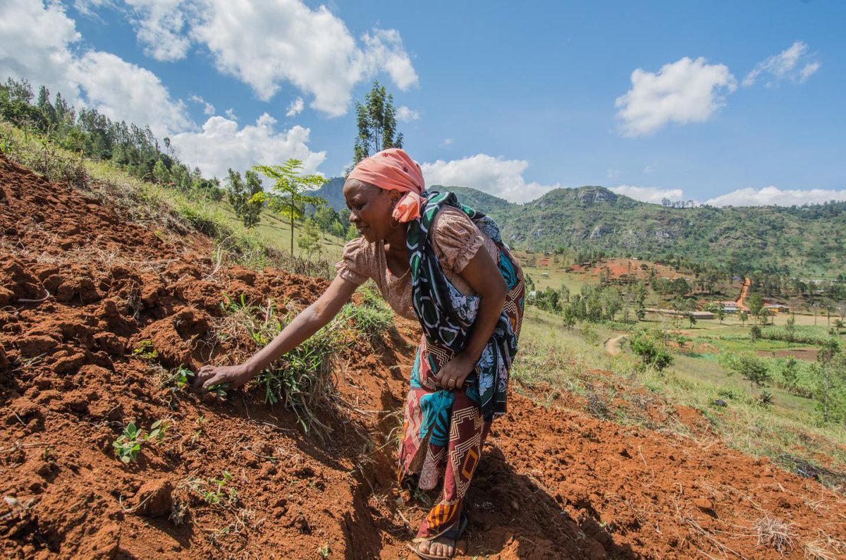 RTB_CGIAR's tweet photo. "To close yield gaps we need to provide gender-specific support &amp; purposefully engage in #technology design to address challenges of gender inequality." @VivianPolar 
More on how #gender discrimination threatens #crop yield #Africa https://t.co/zFePnGZKIN @BiovIntCIAT_eng @CGIAR https://t.co/lTXaj3s1qK