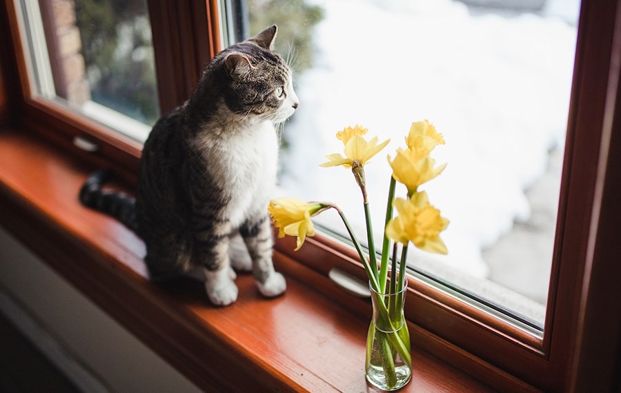 Your Cat On Twitter Now Spring Has Arrived Daffodils Are Starting To Bloom In Our Gardens And Add A Bit Of Colour To Our Homes Especially Around Easter Time But Did You