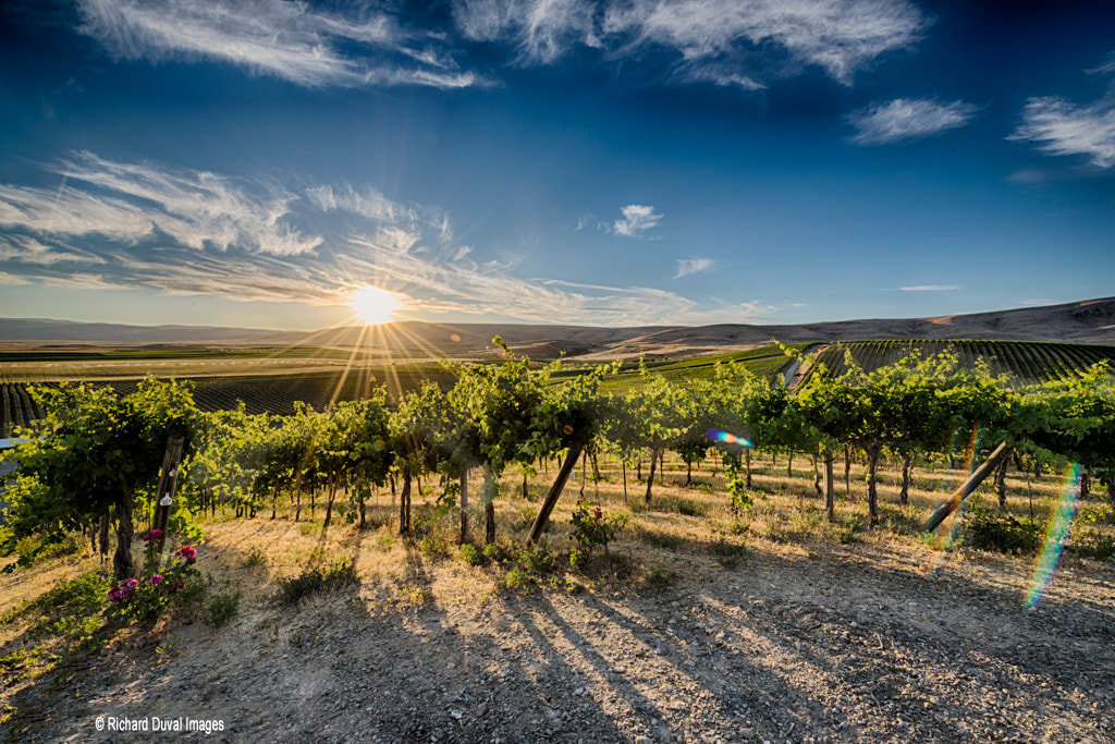 SolStoneWinery's tweet photo. Celebrate Spring With Us https://t.co/qD1Je6YDvX https://t.co/oZZXLg5F7Q